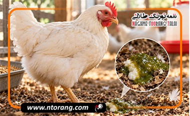اسهال سبز در مرغ؛ علت، علائم خطر و روش درمان